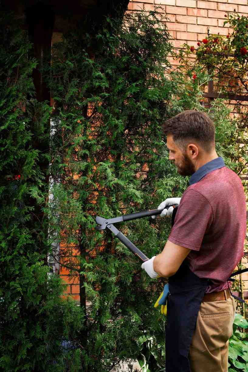 Landscaper using manual shears to trim tall green hedges next to a brick house.
